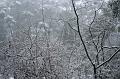 Snow, Sassafras IMG_7560